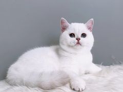 -1013 PET SHOP精品宠物商店(丁香店)