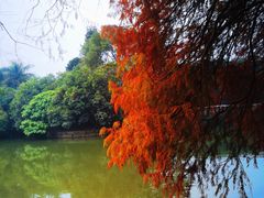 -深圳仙湖植物园