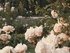 -麦当劳(吴中大道店)