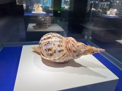 -贝壳王国博物馆