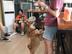 -柴犬高等学院·狗咖·柴犬售卖·宠物训练