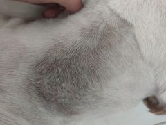 -宠爱国际动物医院· 猫科· 外科·中兽医(长白店)