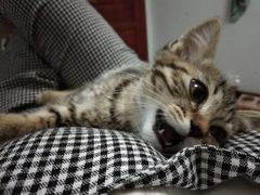 -宠颐生动物医院·心脏科·保险定点(锦阳分院)