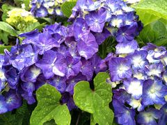 泰迪熊博物馆-济州岛泰迪熊博物馆