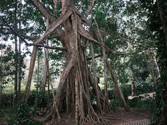 -中国科学院西双版纳热带植物园