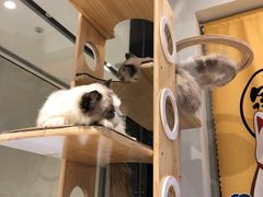 -momokira米努特·德文卷毛猫·棉花面纱犬
