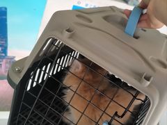 -艾吉宠物医院·疑难杂症转诊中心·猫友好(碧江路院)