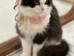 -共舞时光猫咖·狗咖(新街口店)