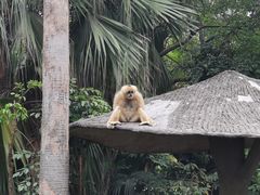 -深圳野生动物园