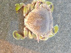 -硇洲岛旅游区