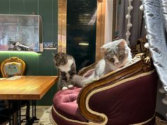 -more than meow吴止猫主题餐厅(承德 中船汇店)