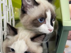 -pd派德宠物中心医院24H急重症·眼科中心·血液透析中心(嵩山北路店)