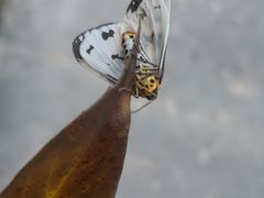 -海南热带雨林国家公园吊罗山景区