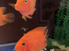 -龙虾酒吧扒房(宁波香格里拉店)