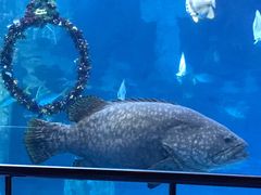 -太平洋海底世界