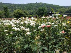 -龙寺生态园