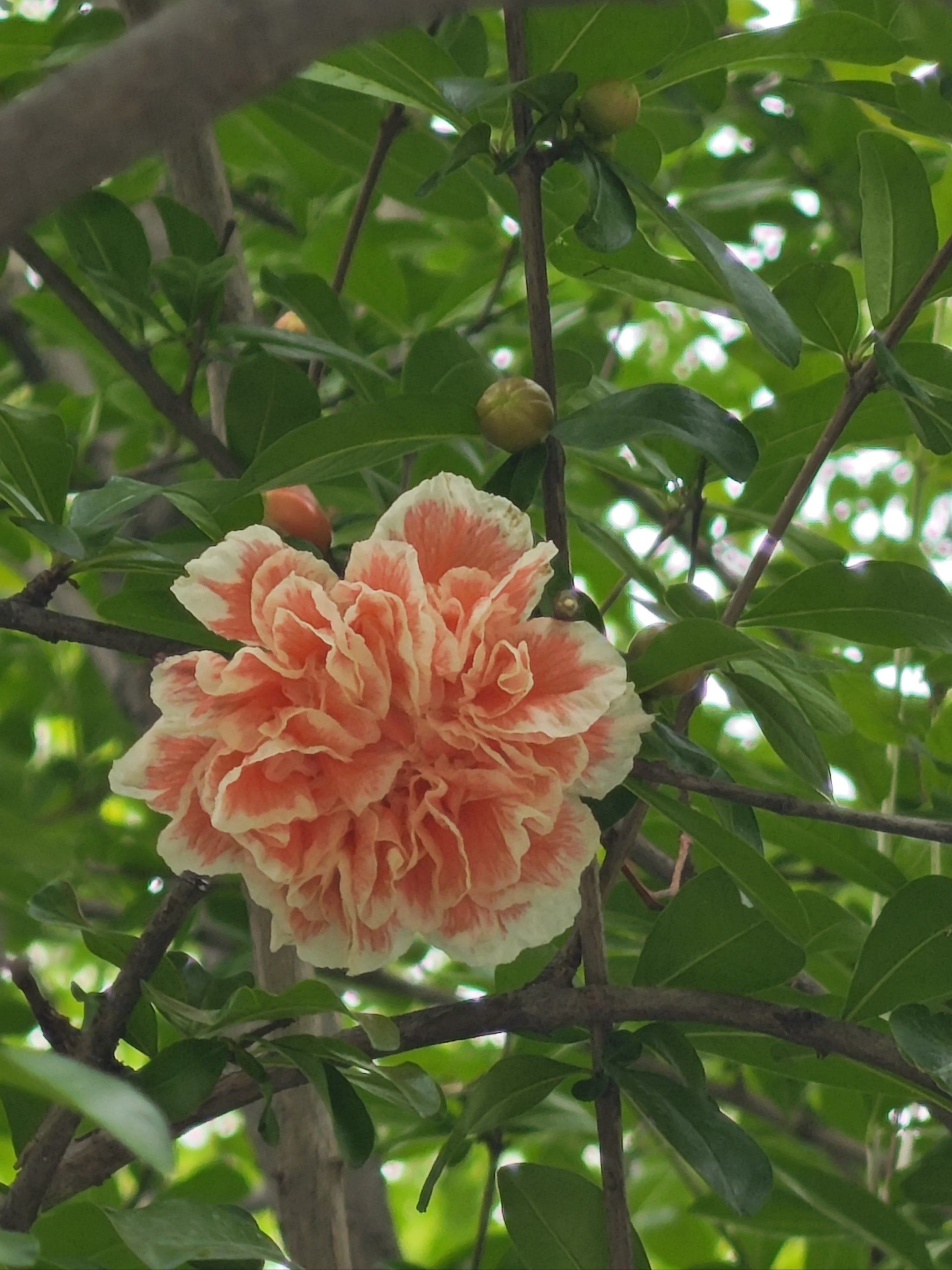 树上红花初绽放,接上篇