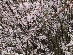 -黑龙江省森林植物园