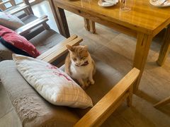 -猫咖时代(中山亭店)