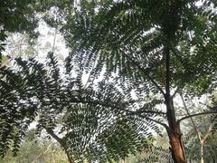 -中国科学院西双版纳热带植物园