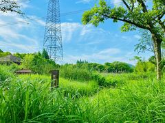 -长田漾湿地公园