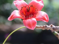 -中国科学院华南植物园