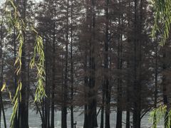 -白鹭湾湿地公园