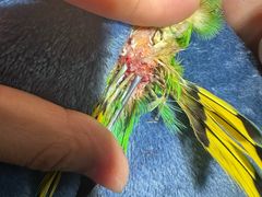 -爱侣宠医·鹦鹉专科·小型哺乳类·异宠专科(灵石路店)