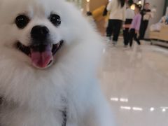 -帕帕拉兹宠物(亚洲旗舰店)