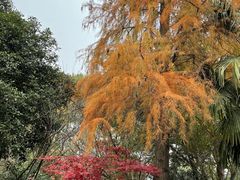 -上海佘山国家森林公园天马山园