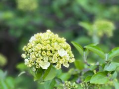 -上海滨江森林公园