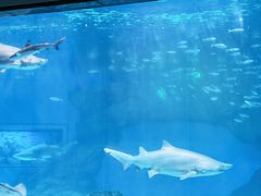 -海合安成都极地海洋公园