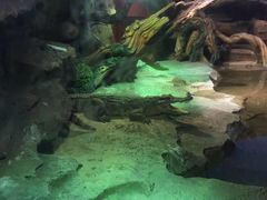 -沙沙哗啦海洋馆(华宇百花谷店)