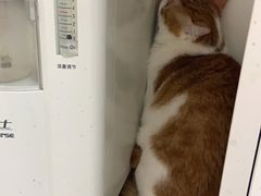 -联萌宠物医院(猫病专科)