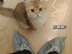 -有喵·猫咖·狗咖·30几只猫10只小狗(岗厦店)