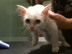 -Oh My Dog宠物沙龙(伊珊娜皮毛护理店)