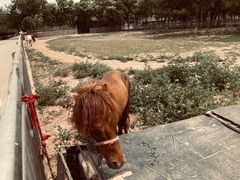 -杨柳青庄园