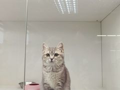 -lincat·猫舍(广州店)