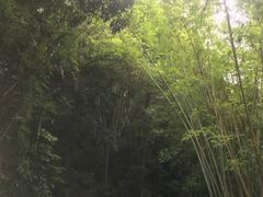-广州市流溪河国家森林公园