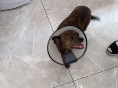 -瑞鹏宠物医院·超声·骨科·奇麟分院(蜀都万达店)