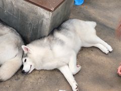 -TrueLove @ Neverland (Husky Cafe)