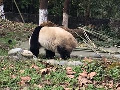 -都江堰中华大熊猫苑