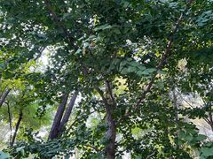 -长白岛森林公园