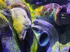 -太平洋海底世界