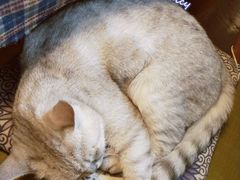 -不舍昼夜咖啡馆