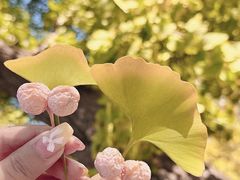 -三里屯东五街银杏大道