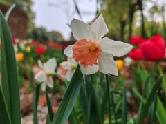 -上海鲜花港