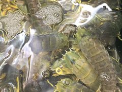 -鲤鱼门海鲜街