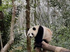 -成都大熊猫繁育研究基地