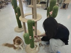 -喵园·猫主题咖啡厅·撸猫·猫咖(国贸店)